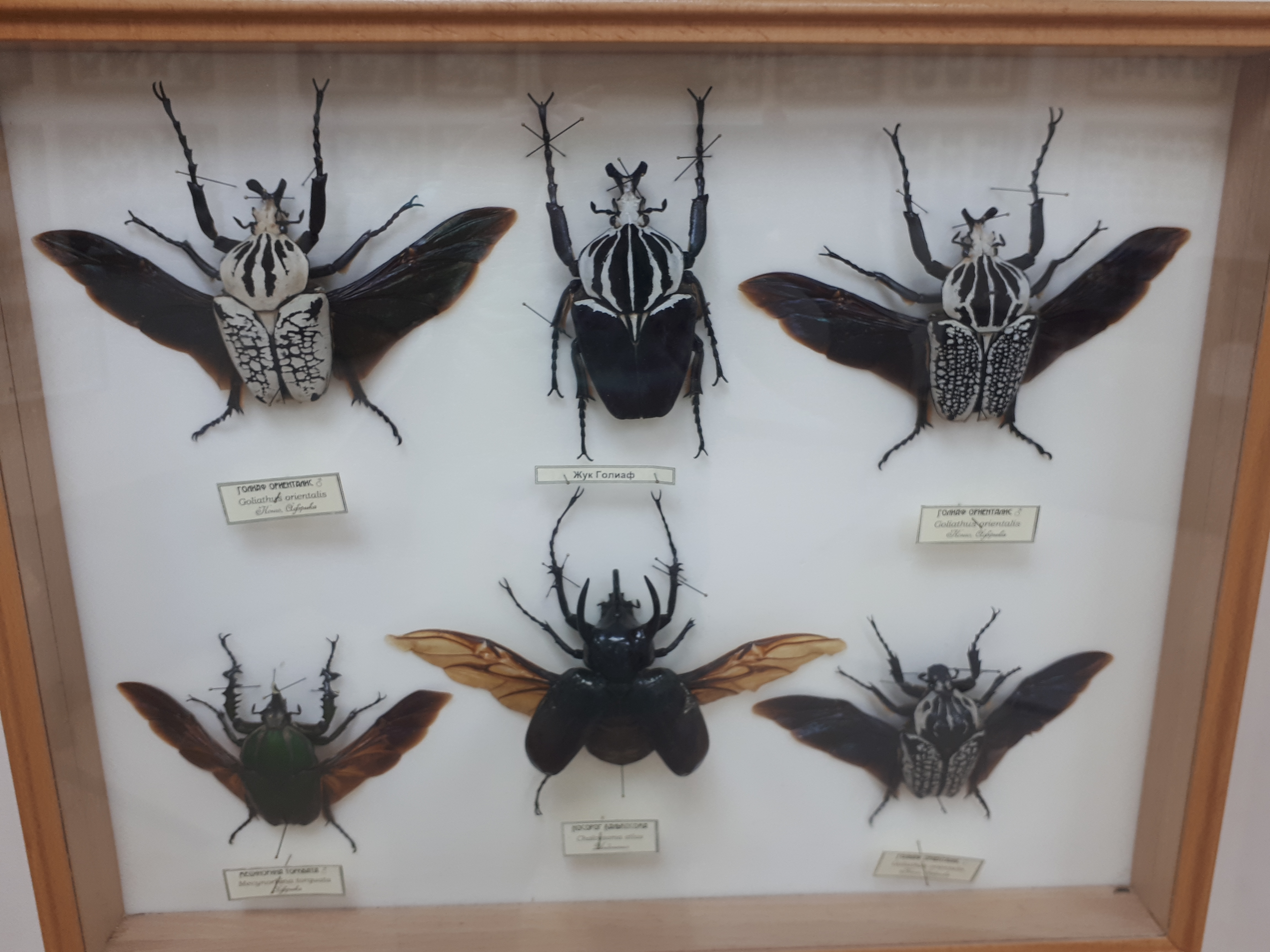 Африканские жуки в музее насекомых на ВДНХ.