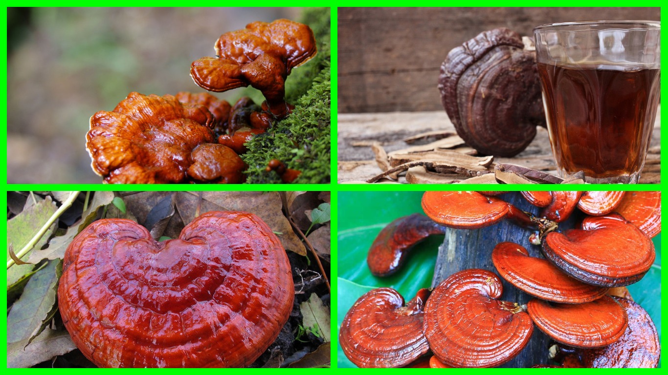 Разновидность трутовиков — гриб Рейши или трутовик лакированный.