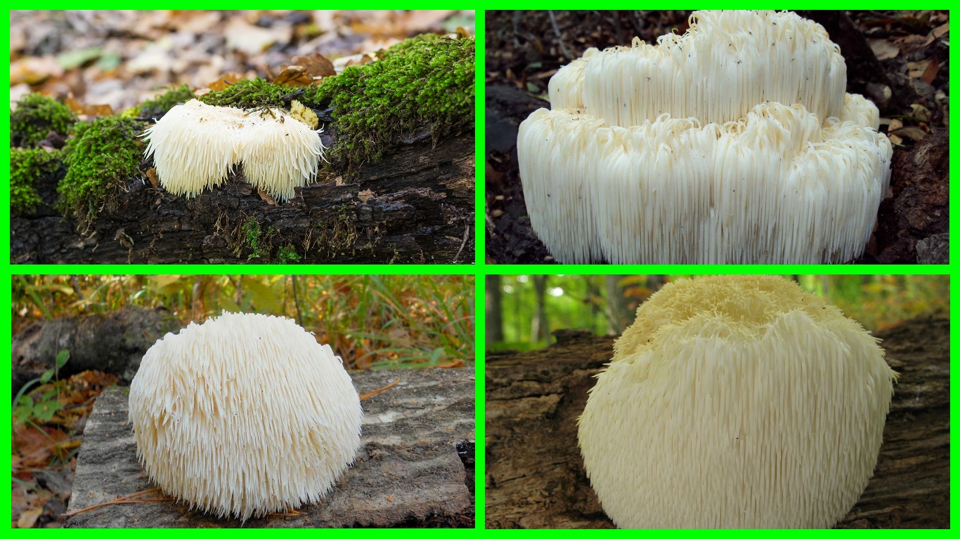 Редкий лечебный гриб Гериций гребенчатый культивируют в Японии и Китае.