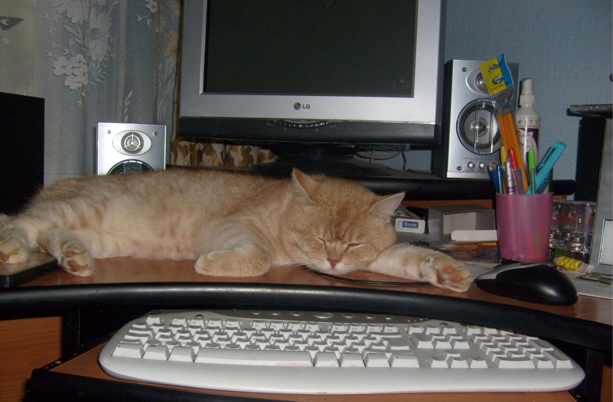Рыжий кот спит на компьютерном столе.