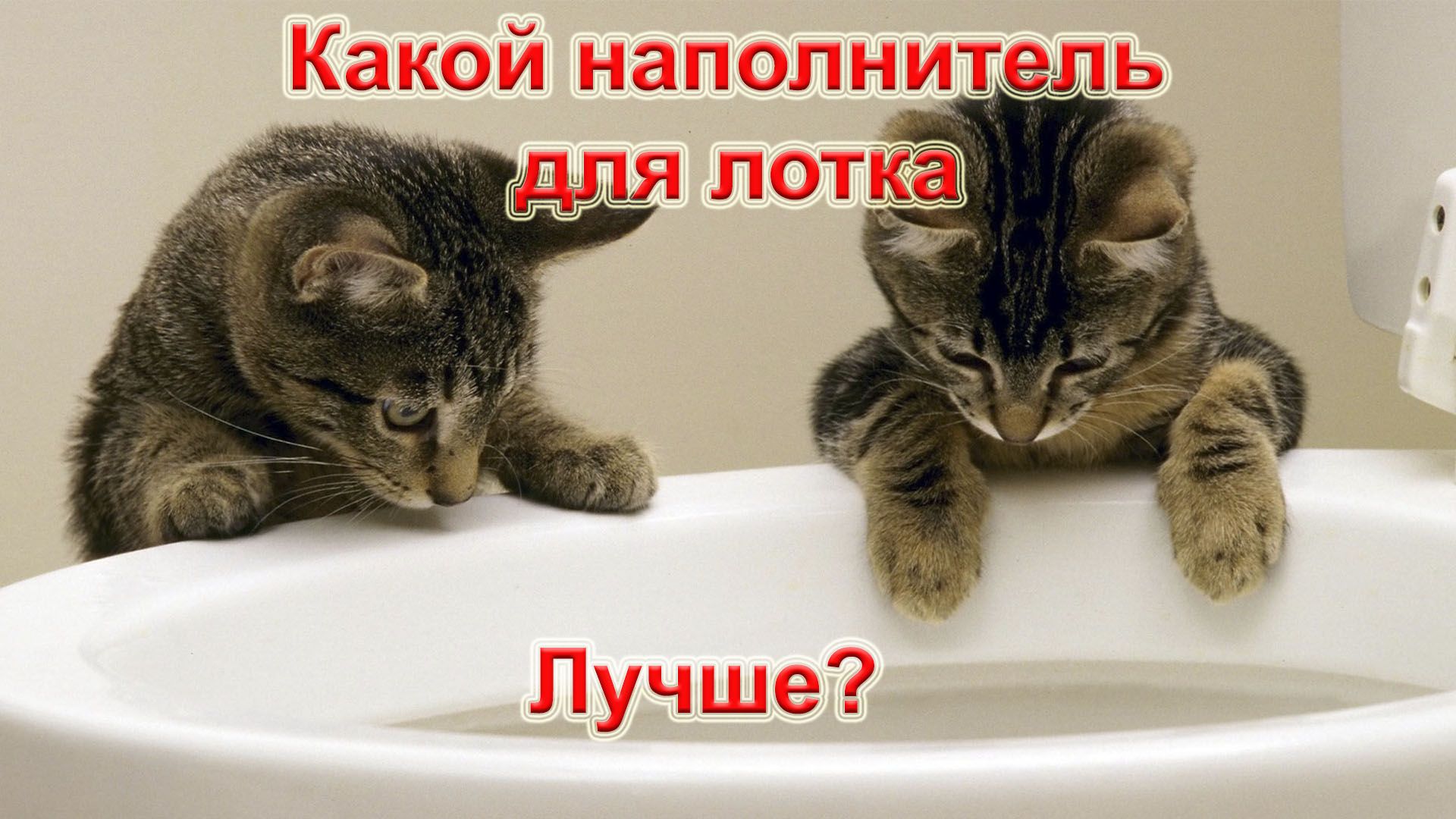Как правильно подобрать наполнитель для кошачьих туалетов.