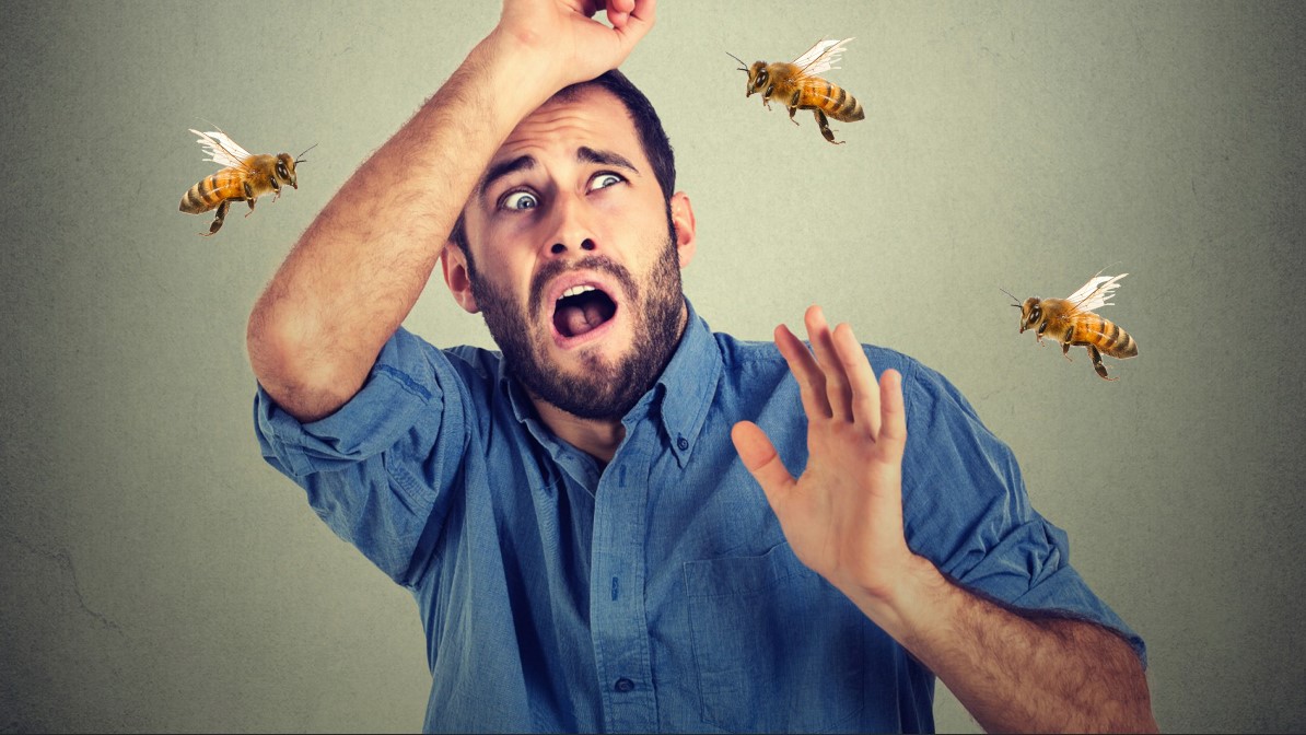 Пчелы жалят человека, вызывая отек, боль и аллергические реакции.