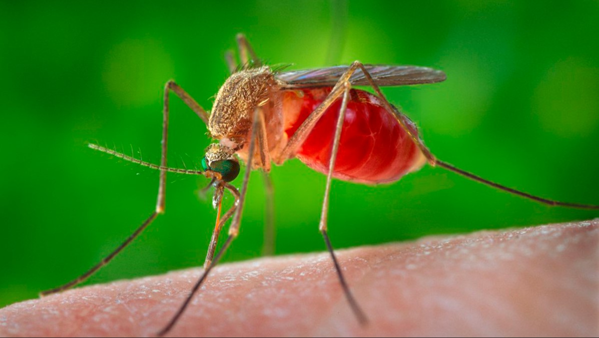 Укусы комара могут вызывать отеки, зуд и покраснение.