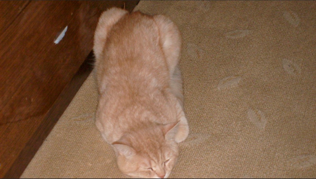 Персиковый котик спит на ковре.