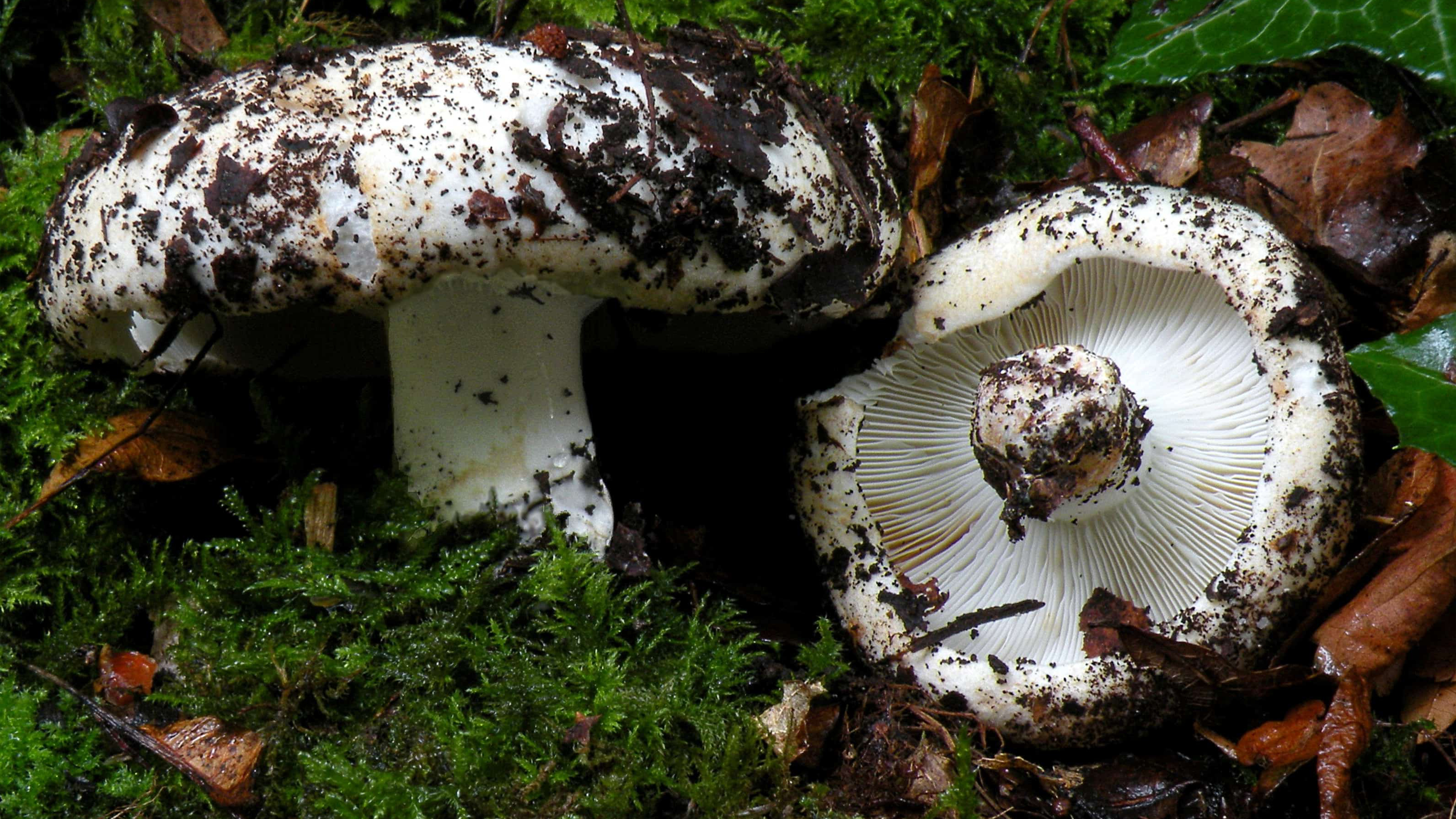 Белый груздь самый вкусный засолочный гриб.