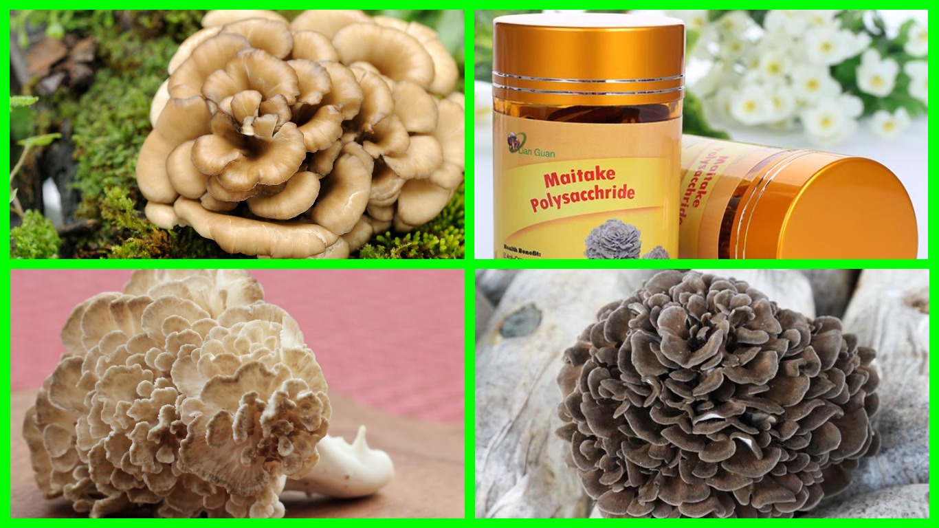 Гриб майтаке или «гриб — баран» произрастает на Тибете, в Китае и Японии.