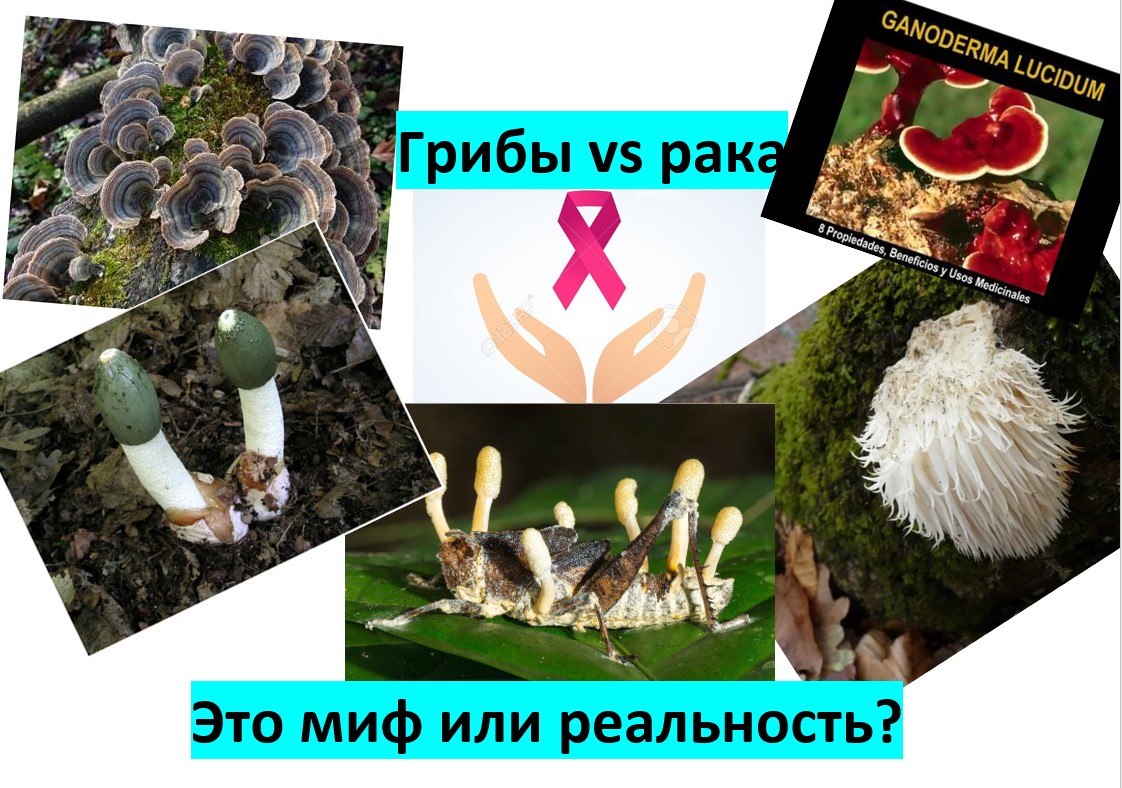 Полезные лечебные свойства грибов при онкологии известны издавна..